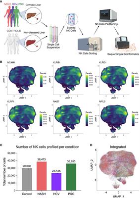 Etiology of end-stage liver cirrhosis impacts hepatic natural killer cell heterogenicity